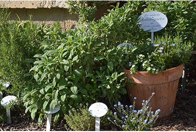 Eigentümer Bilder Schloss-Apotheke Pillnitz Dresden