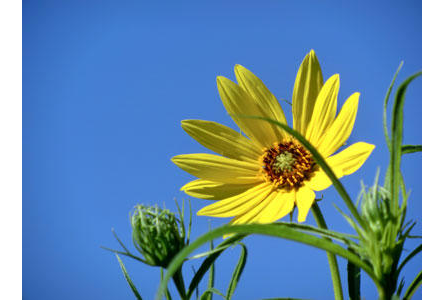 Bildergallerie Galabau Rentzsch Dresden
