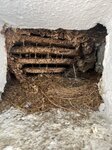 Bild 1 insectacon GmbH Schädlingsbekämpfung in Hirzenhain