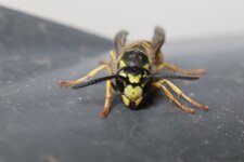 Bild 4 insectacon GmbH Schädlingsbekämpfung in Hirzenhain