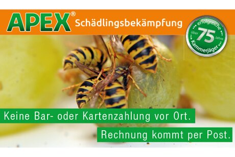 APEX Schädlingsbekämpfung aus Schwelm APEX Schädlingsbekämpfung aus Schwelm