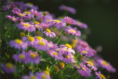 Klein Gartengestaltung & Landschaftsbau aus Werne Klein Gartengestaltung & Landschaftsbau aus Werne