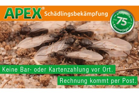 APEX Schädlingsbekämpfung aus Schwelm APEX Schädlingsbekämpfung aus Schwelm