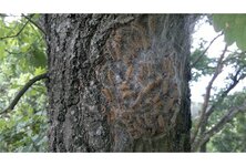 Bild 4 BVB - Schädlingsbekämpfung von A-Z Potsdam-Luckau-Burg(Spreewald) Holz- u. Bautenschutz Notdienst Tag & Nacht in Potsdam
