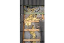 Bild 8 BVB - Schädlingsbekämpfung von A-Z Potsdam-Luckau-Burg(Spreewald) Holz- u. Bautenschutz Notdienst Tag & Nacht in Potsdam