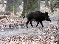 Bild 2 Marco Riemer Zäune S. Mücke in Hennigsdorf