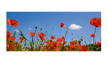 Kundenbild groß 1 Blumen Kersting