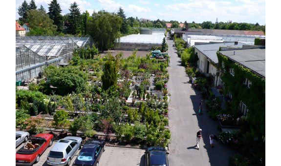 Grüner Holländer Pflanzencenter & Gartencenter 13403 ...
