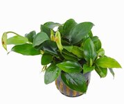 Bild 4 Vampovac in Solingen