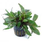 Bild 3 Vampovac in Solingen