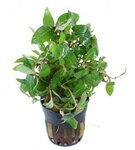 Bild 5 Vampovac in Solingen