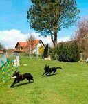Bild 2 Hundeschule Vademecum Canis in Pegnitz