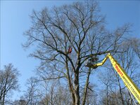 Bild 5 Baumpflege Lachmann in Pettendorf