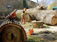 Bild 1 Jacob-Baumpflege in Fladungen