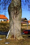 Bild 10 Jacob-Baumpflege in Fladungen