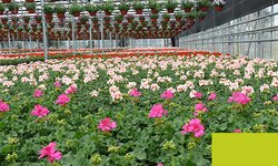 Bild 6 Dauchenbeck Gartenwelt in Fürth