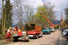 Bild 5 Jacob-Baumpflege in Fladungen