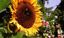 Bild 3 Naturkost am alten Markt in Kelheim