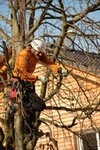 Bild 1 Baumpflege Dauven in Strullendorf