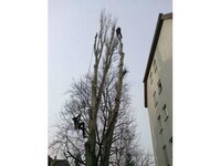 Bild 10 Baumdienst Harzer in Dresden