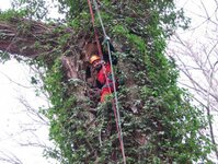 Bild 1 Deppner Baumpflege und Höhenarbeiten in Dresden