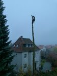 Bild 3 Baumdienst Harzer in Dresden