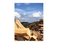 Bild 1 Holzeinschlag/Holzhandel Dominic Lein in Zwickau