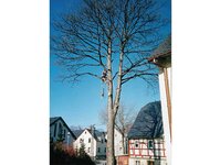Bild 2 Baumpflege & Baumfällung Bach GbR in Drebach