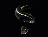 Bild 1 Leithold in Ilmenau