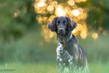 Bild 1 Roppenecker in Dachau