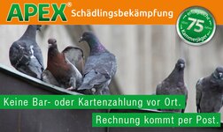 Bild 9 Apex Schädlingsbekämpfung in Augsburg
