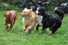 Bild 5 Hundeschule family dogs in Stein