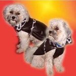Bild 4 www.ihr-hundefriseur.de in St. Egidien