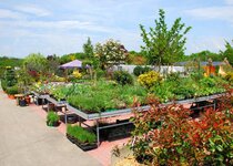 Bild 6 Gartenbaumschule Ringelmann in Würzburg