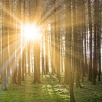 Bild 3 Oberüber Bestattungen in Dresden