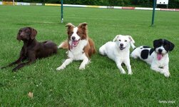 Bild 3 Hundeschule family dogs in Stein