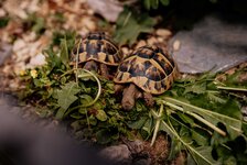 Bild 8 Trum in Haßfurt