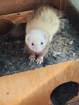 Bild 12 Die Tierliebhaber in Kevelaer