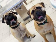 Bild 6 Peresada in Altenkunstadt