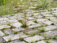Bild 2 Gebr. Brodmann - Garten- und Landschaftsbau in Biesenthal