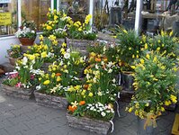 Bild 3 Berghausener Blumentopf GmbH Co. KG in Langenfeld (Rheinland)