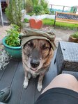 Bild 10 Die Tierliebhaber in Kevelaer