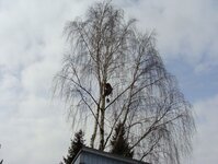 Bild 1 Baumpflege mit Seilklettertechnik Sebastian Körber in Fredersdorf-Vogelsdorf