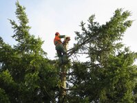 Bild 1 Forstarbeiten Hartlaub in Niedernberg