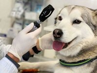 Bild 3 Peresada in Altenkunstadt