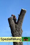 Bild 5 Baumsanierung Wagler in Schlettau