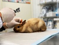 Bild 2 Peresada in Altenkunstadt