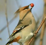 Bild 7 Die Essperlen in Pirna