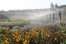 Bild 1 Staudengärtnerei Schneider GbR in Berching