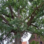 Bild 3 Kaden in Dresden